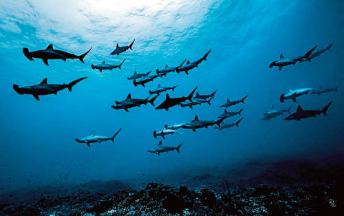 Fotografiar a los tiburones martillo implica bajar a una considerable profundidad. (Imagen: Rafael Fernández Caballero).